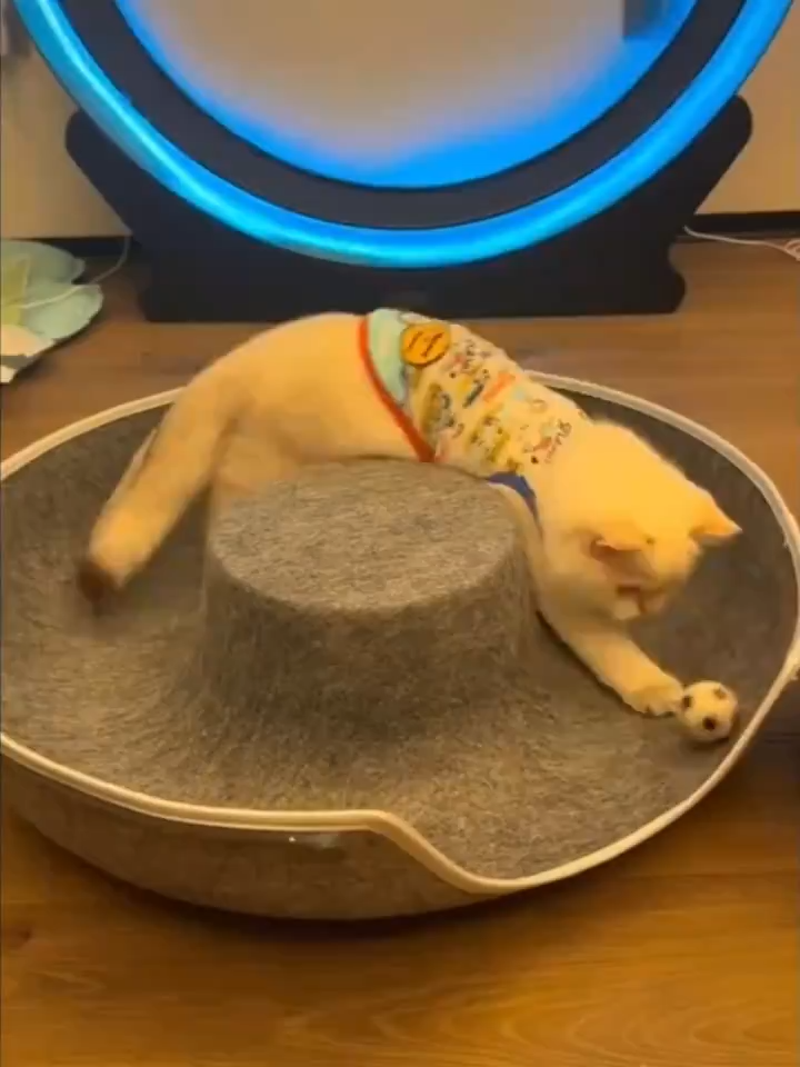 Felt Donut Cat Tunnel Bed with Center Lounger — product detail 7