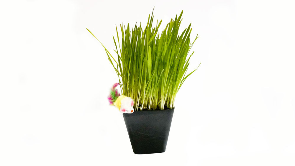 Cat grass planter shown in the supplier gallery
