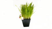 Cat grass planter shown in the supplier gallery