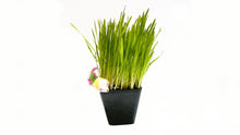 Cat grass planter shown in the supplier gallery