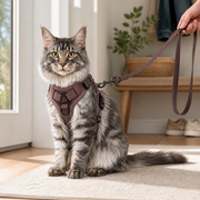 Reflective Mesh Cat Harness and Leash Set in a cat-friendly home interior